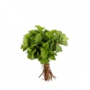 Hortela 1un