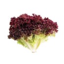 Alface Hidroponica Crespa Un Roxa