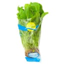 Rucula Hidroponica Un