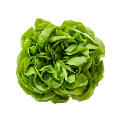 Alface Hidroponica Lisa Un