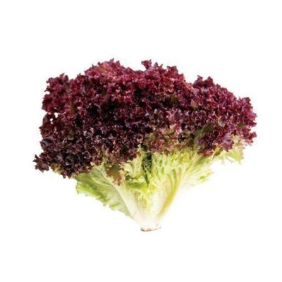 Alface Hidroponica Crespa Un Roxa