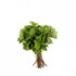 Hortela 1un
